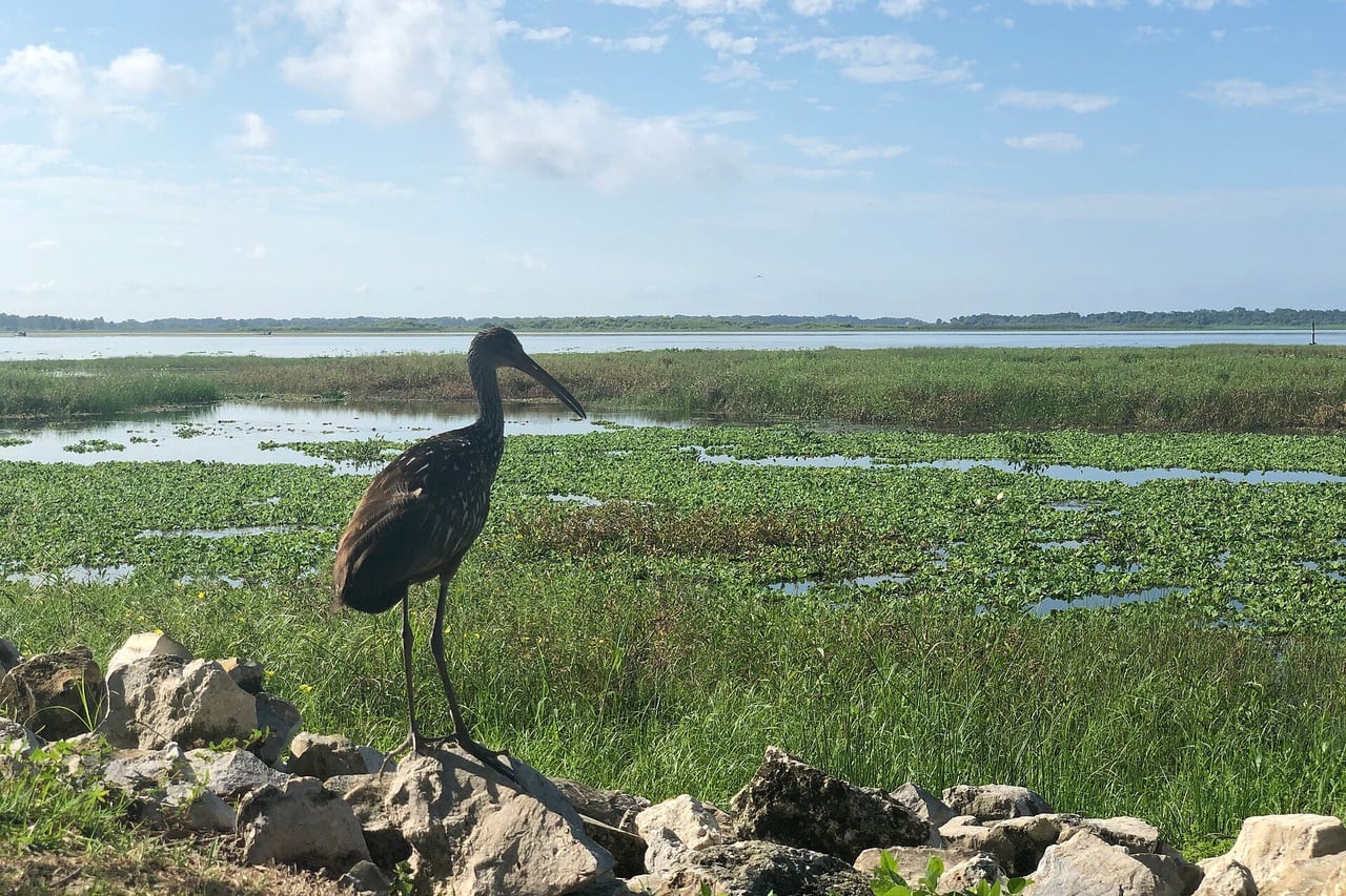 Ave pernalta escura sobre pedras na margem do lago, com vegetação alagada