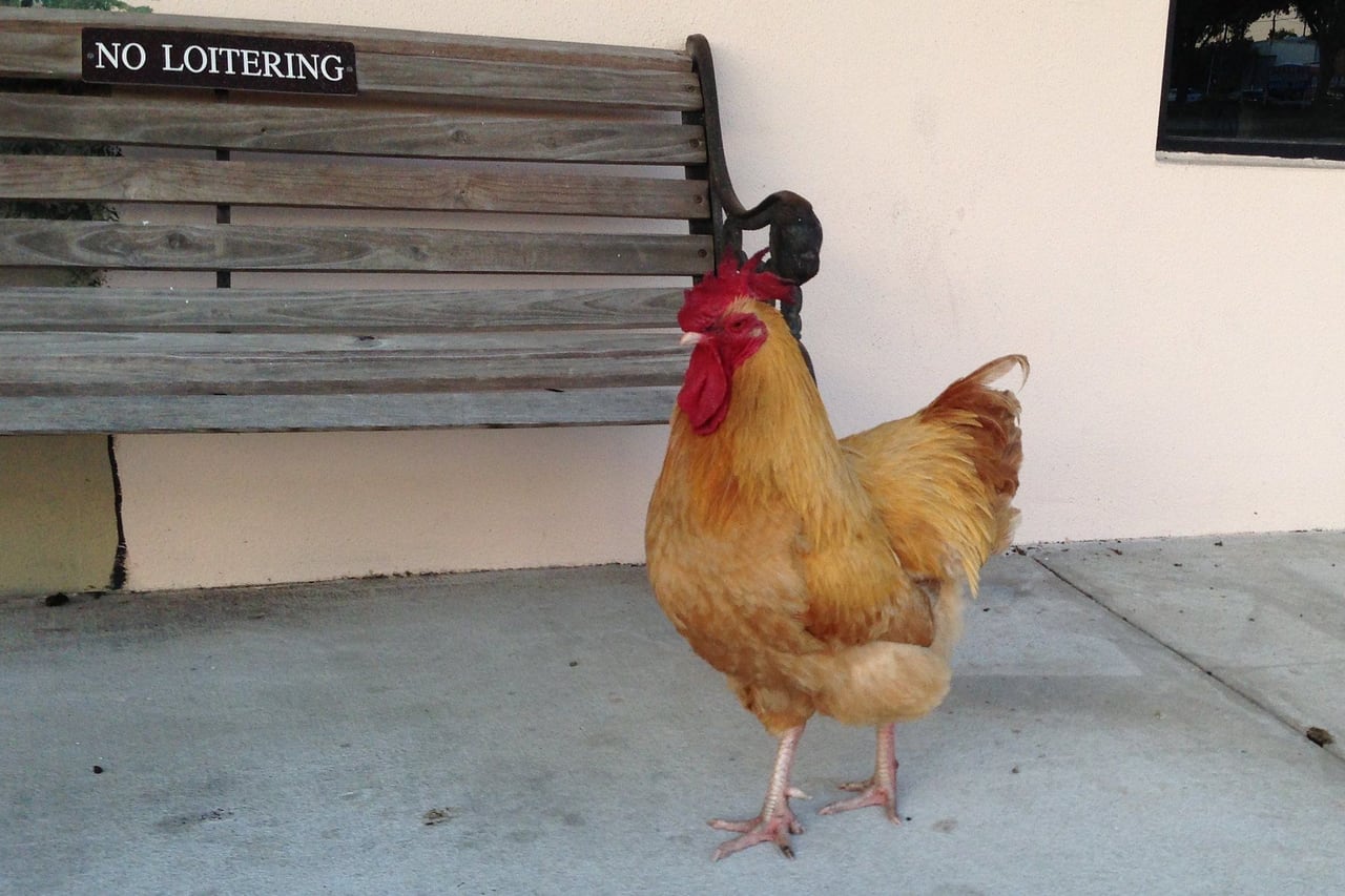 Galo dourado de crista vermelha andando na calçada ao lado de um banco de madeira, no centro de Oviedo